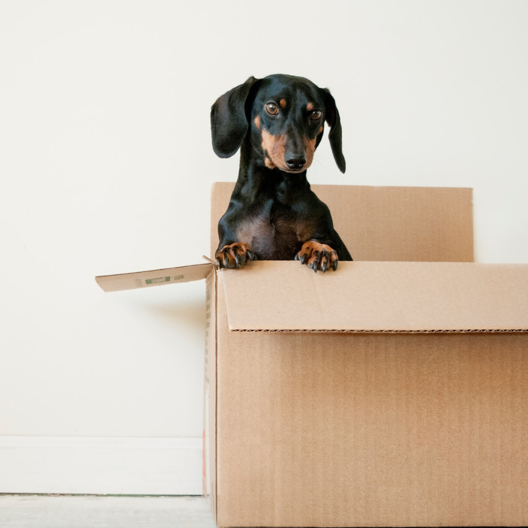 4 Eco-Friendly Tips For Moving House